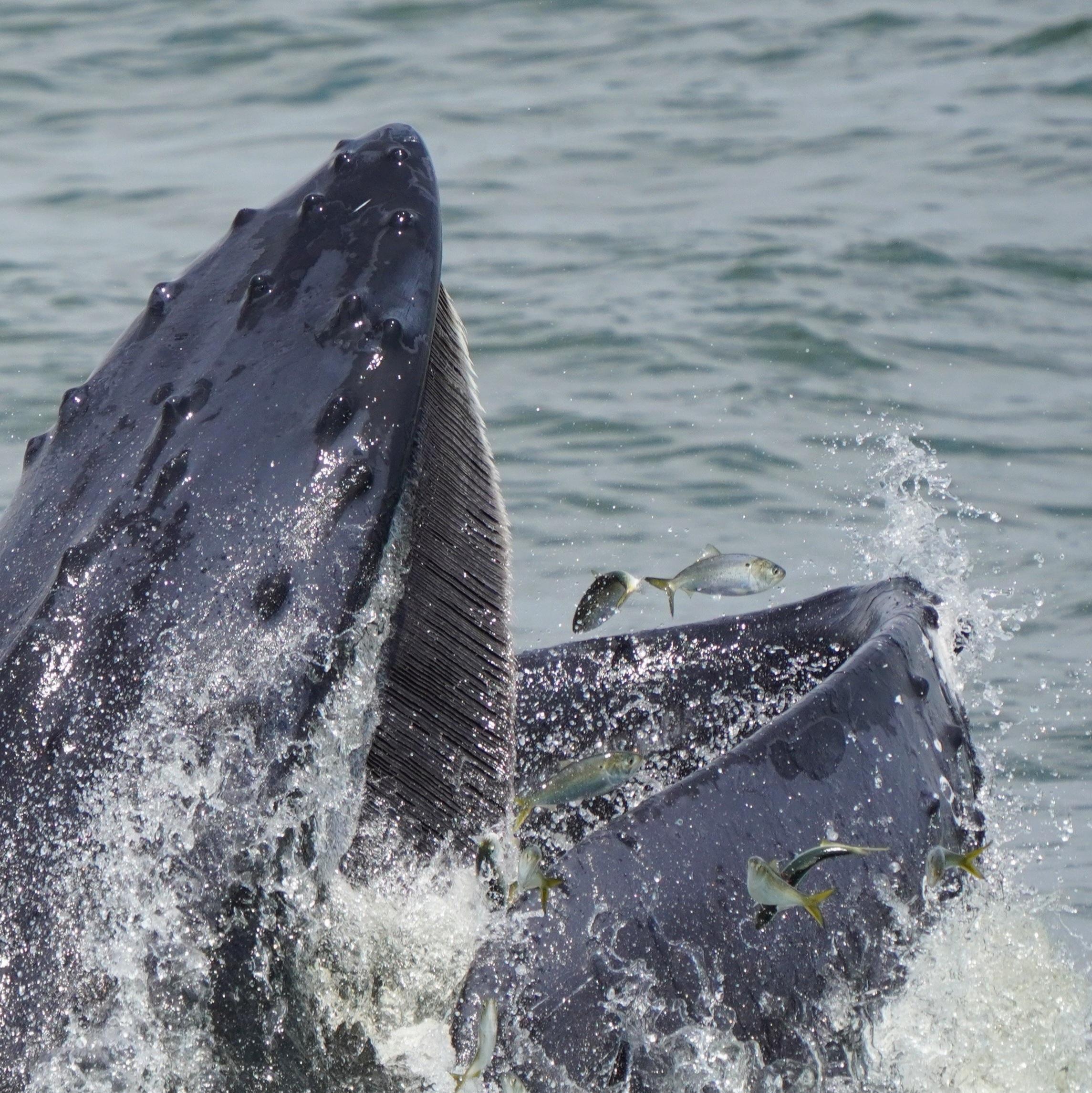 Humpback Whale feeding on menhaden