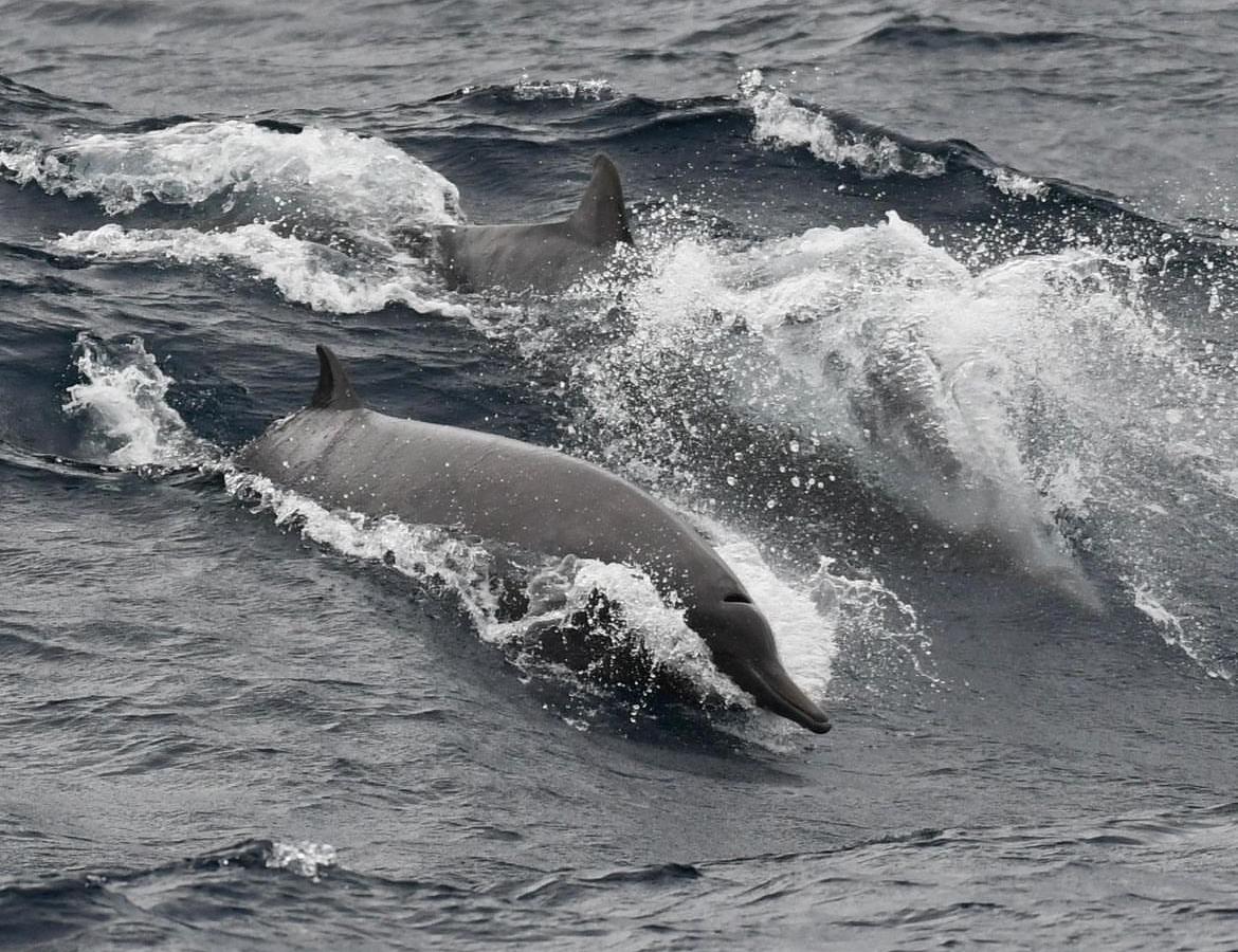 Sowerby's Beaked Whale at Hudson Canyon