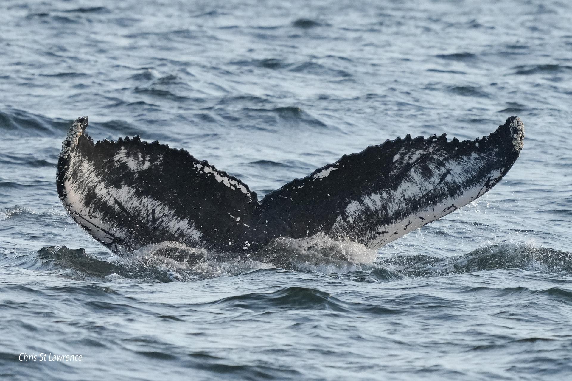 Humpback Whale fluke NYC0091