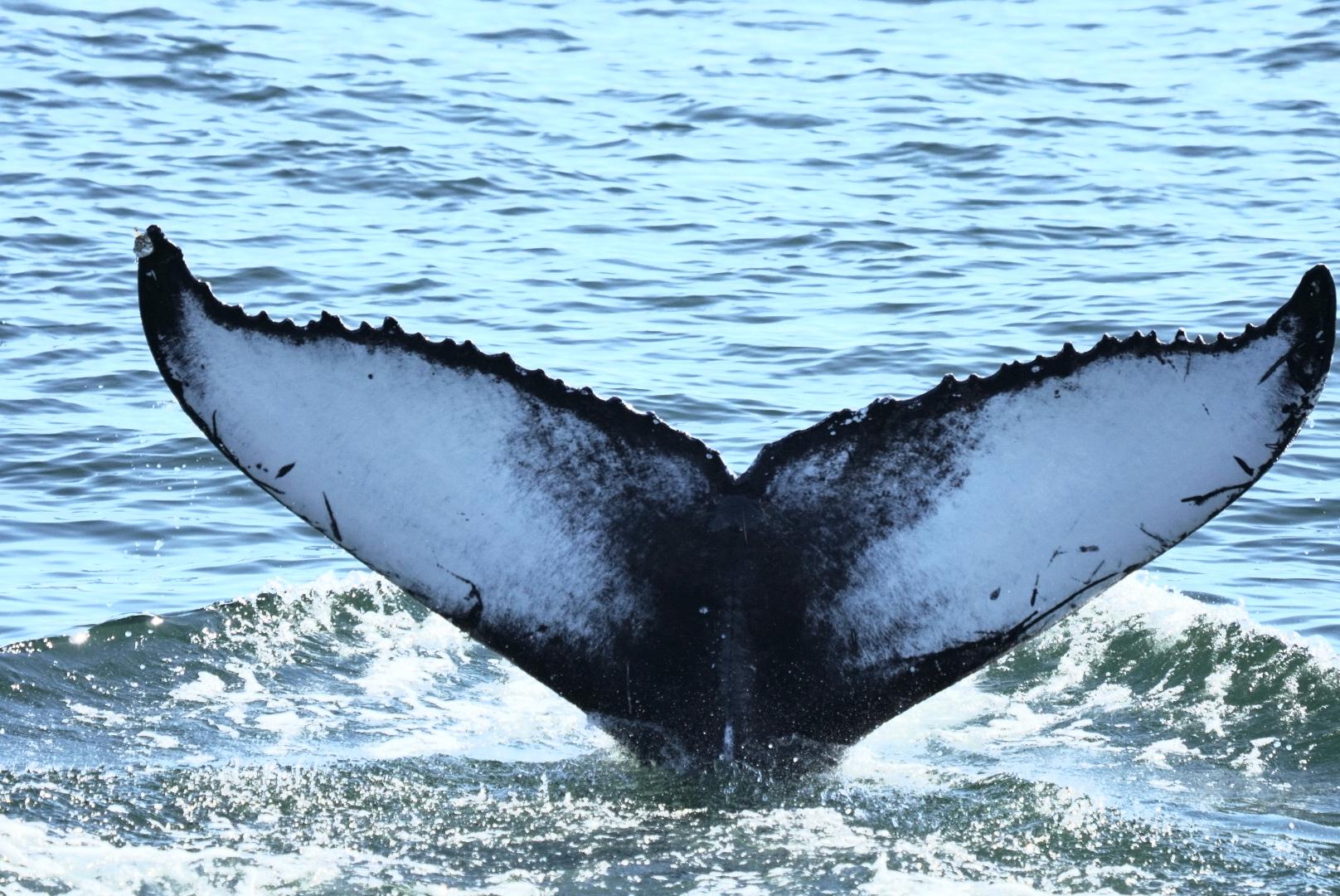 Humpback Whale fluke NYC0136