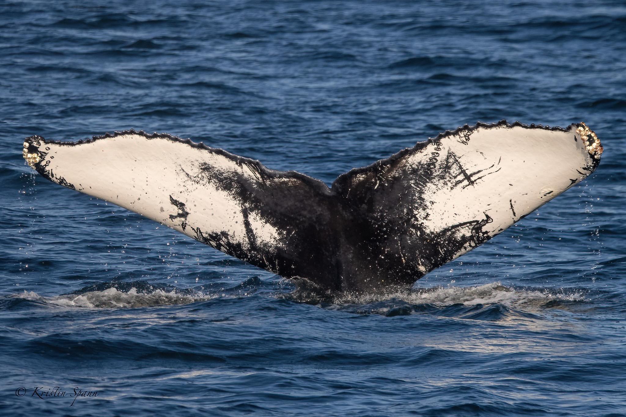 Humpback Whale fluke NYC0241