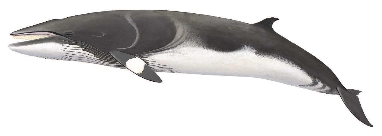 A black and white whale is shown in profile.