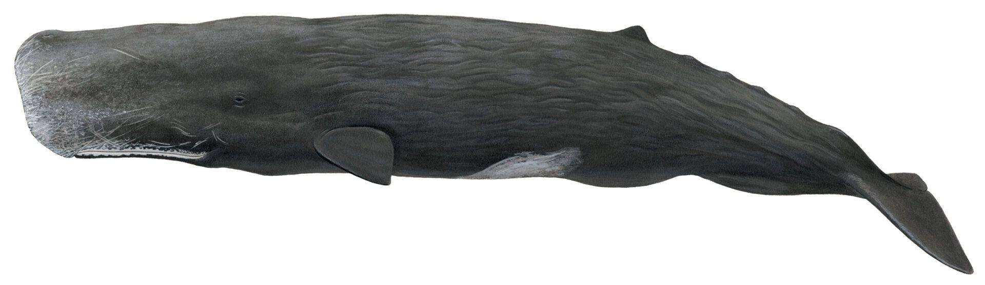 A black whale is shown with its mouth open.