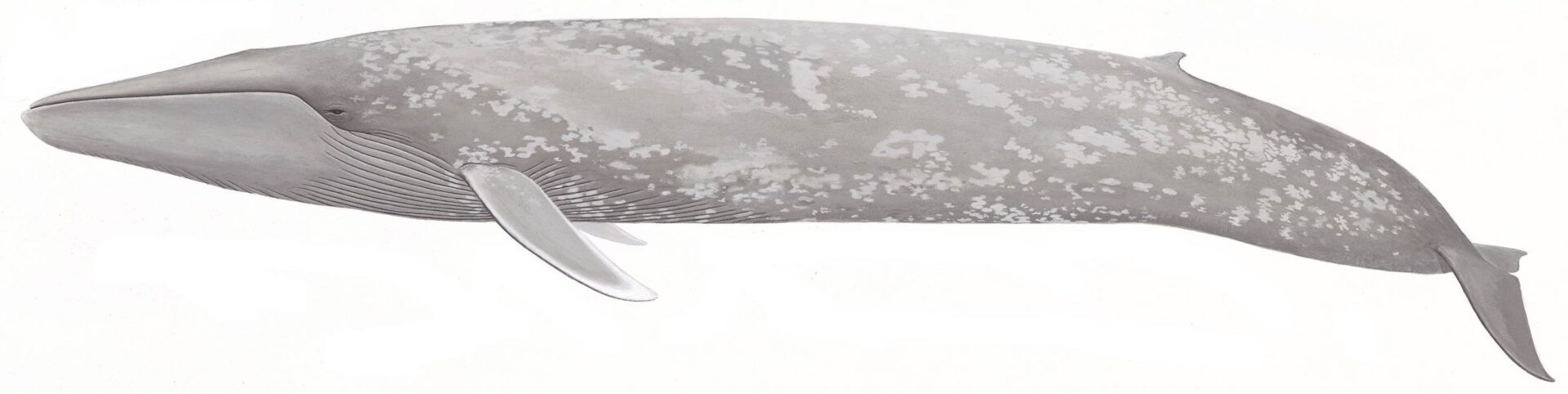 A gray and white table with a knife on it