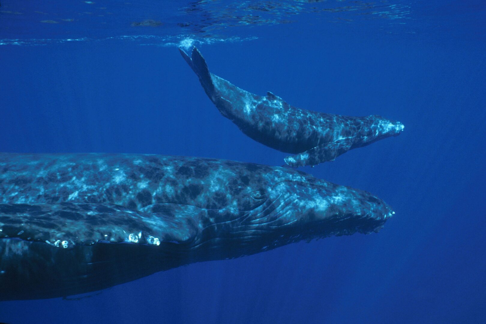 Two whales swimming in the ocean under a blue sky.