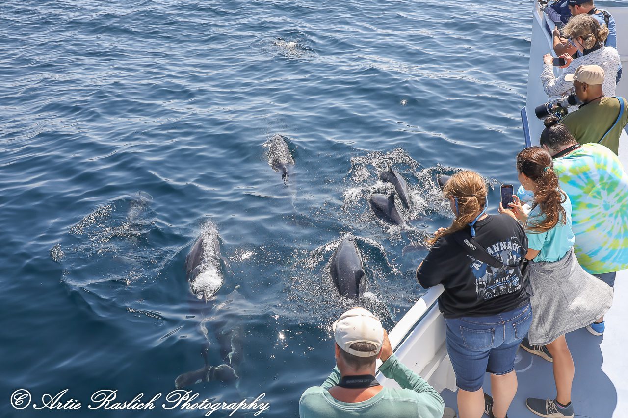 A group of people on a boat watching dolphins.