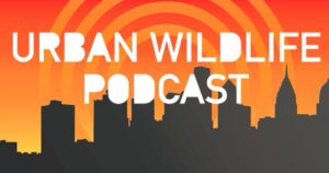 A picture of the urban wildlife podcast logo.