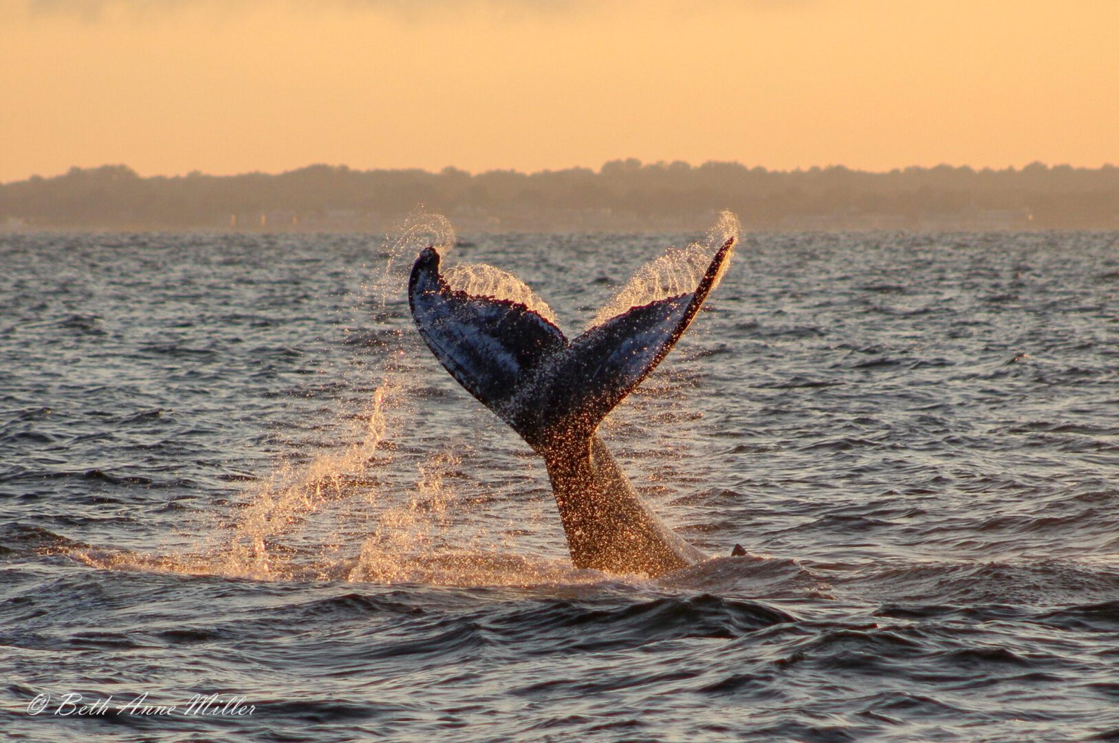 A whale tail is seen in the water.