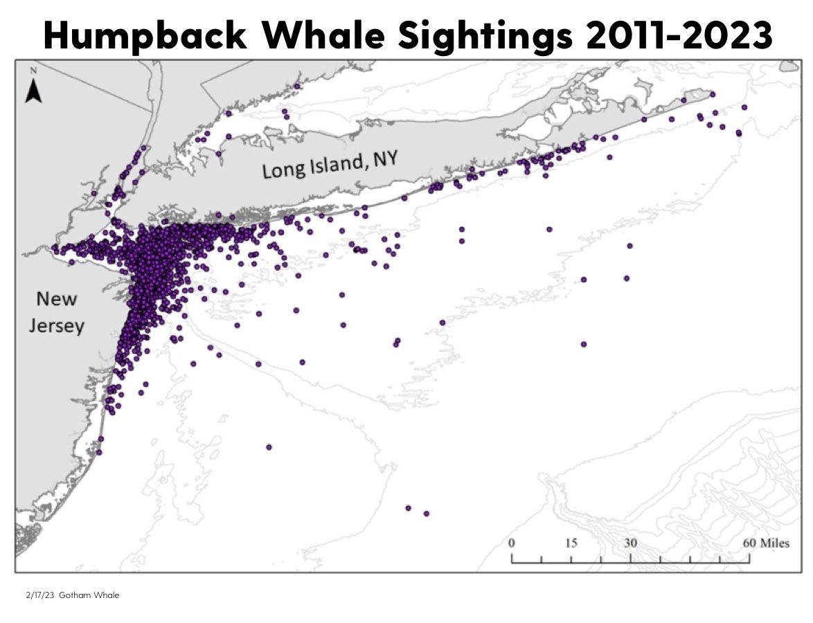 A map of the humpback whale sightings in long island.